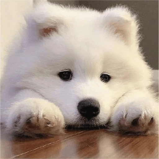 Perritos para reaccionar 🐶🥰💞 