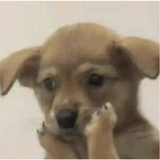 Perritos para reaccionar 🐶🥰💞 