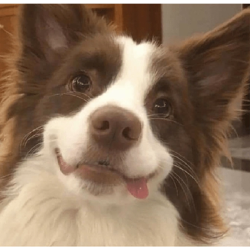 Perritos para reaccionar 🐶🥰💞 
