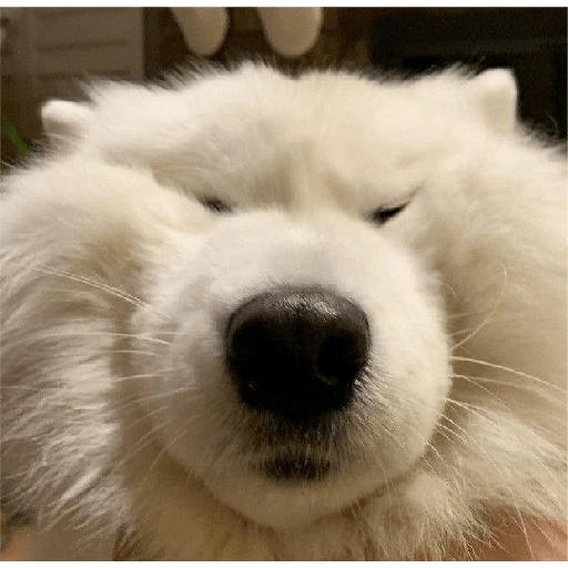 Perritos para reaccionar 🐶🥰💞  preview