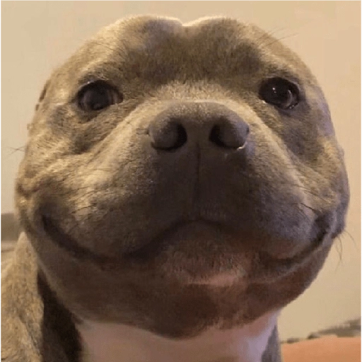 Perritos para reaccionar 🐶🥰💞 
