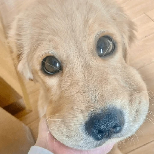 Perritos para reaccionar 🐶🥰💞 