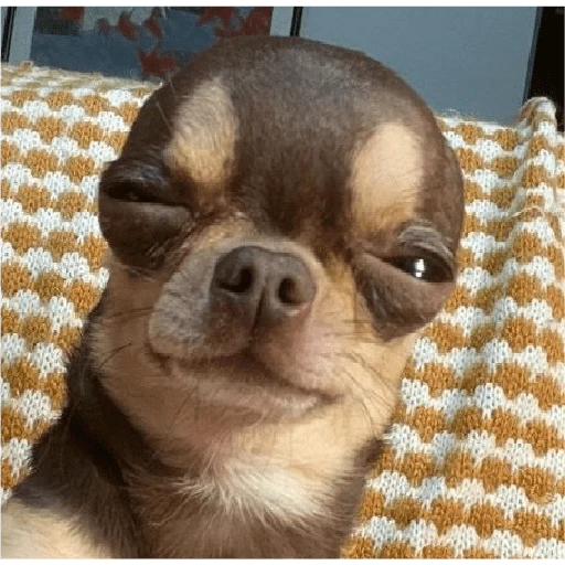 Perritos para reaccionar 🐶🥰💞 