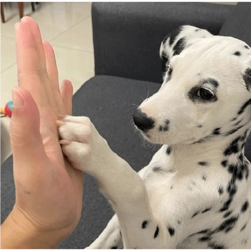 Perritos para reaccionar 🐶🥰💞 