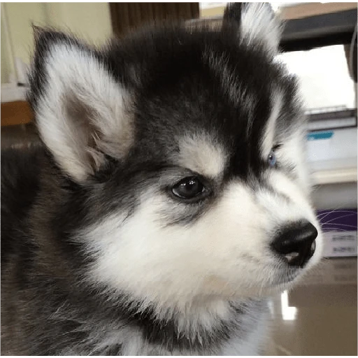 Perritos para reaccionar 🐶🥰💞  preview