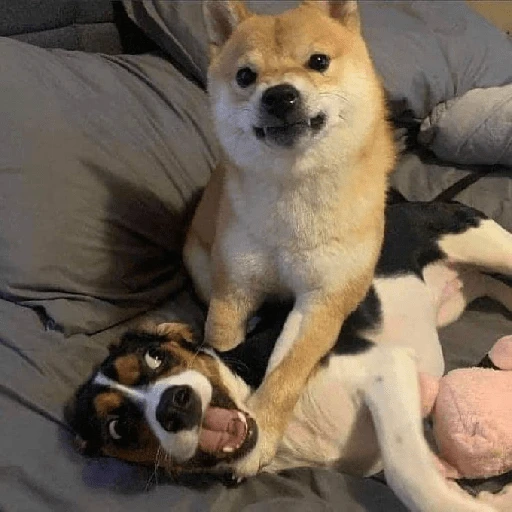 Perritos para reaccionar 🐶🥰💞 