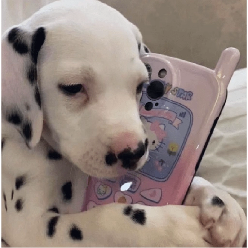 Perritos para reaccionar 🐶🥰💞 