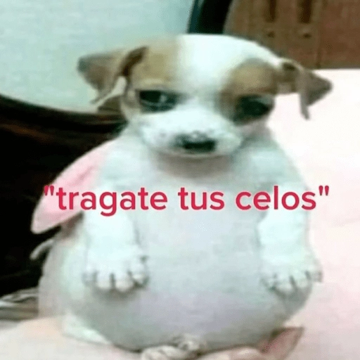 Stickers pal grupo mi so😂🤣 