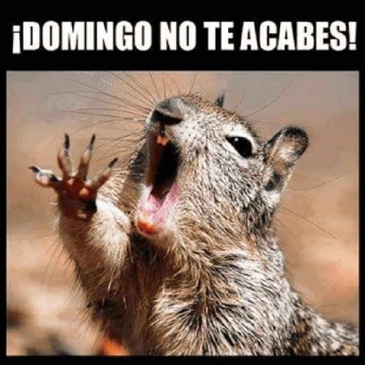 😂•Lunes de Memes•🤣 