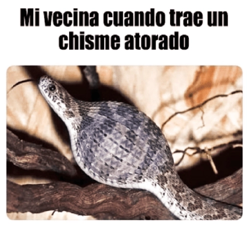 😂•Lunes de Memes•🤣 