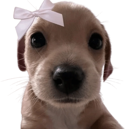 Doggies Memes 