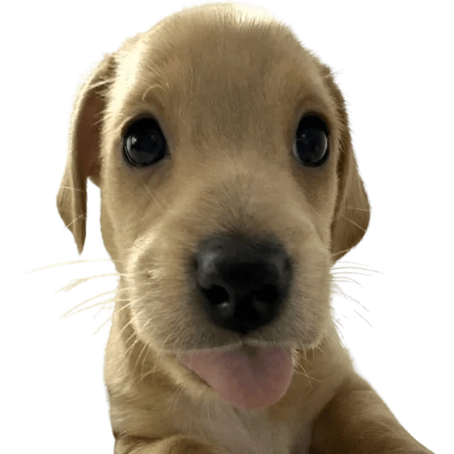 Doggies Memes 