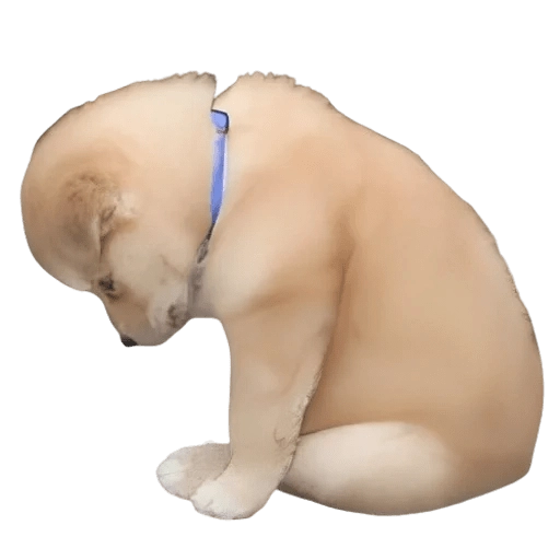 Doggies Memes 