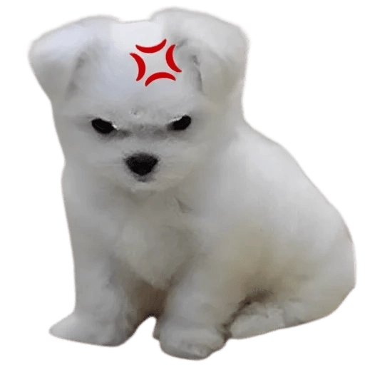 Doggies Memes 
