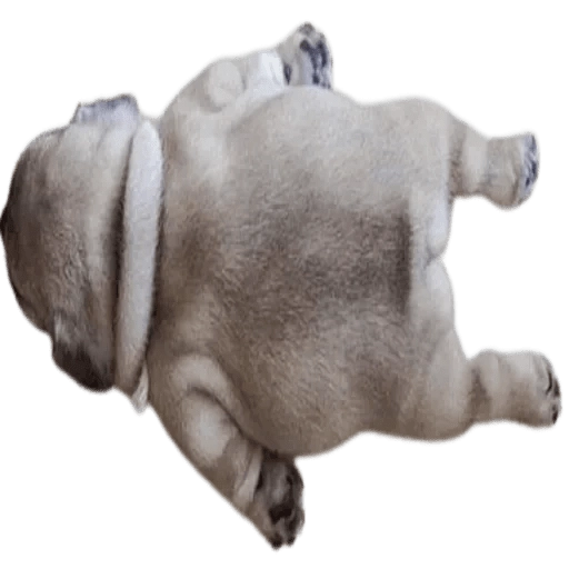 Doggies Memes  preview