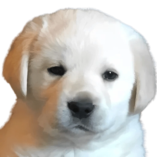 Doggies Memes 