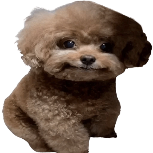 Doggies Memes 
