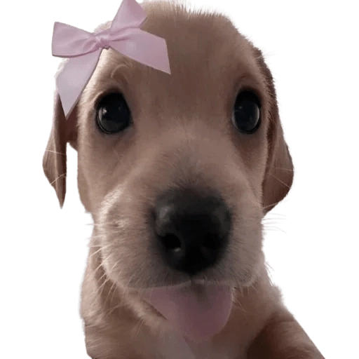 Doggies Memes 