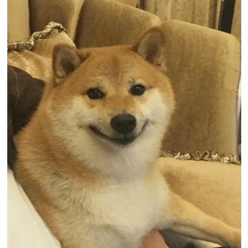 Doggies Memes 