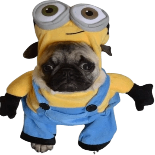 Doggies Memes 