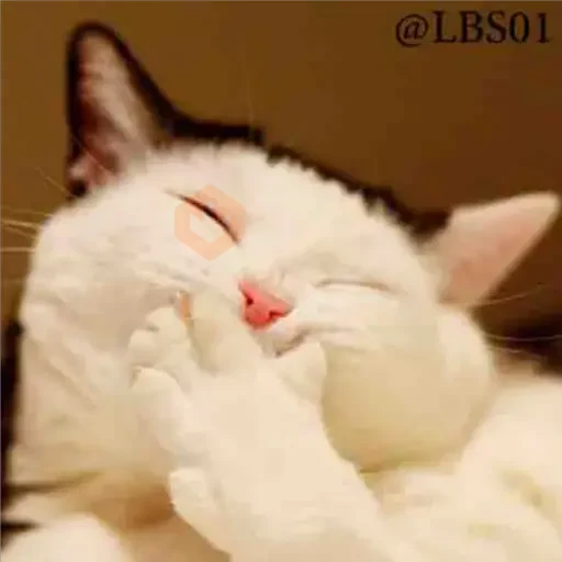 Gatos Gatos sticker 30
