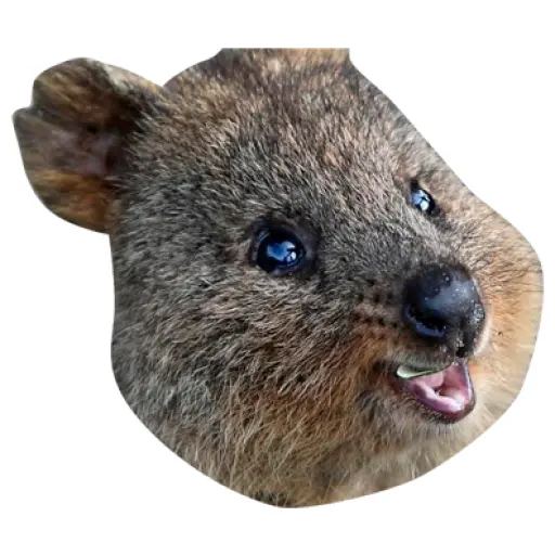 Quokkas, los Animales Más Felices del Mundo