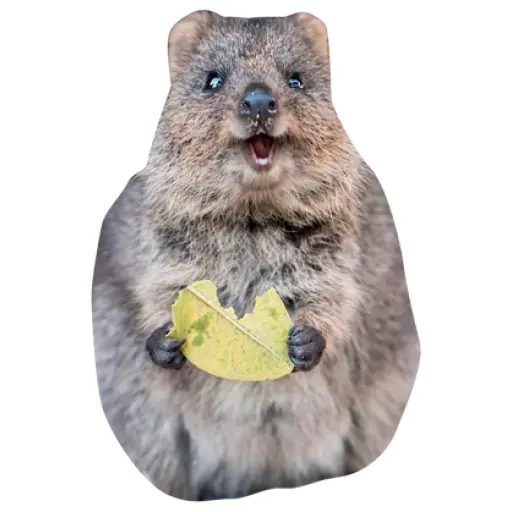 Quokkas, los Animales Más Felices del Mundo