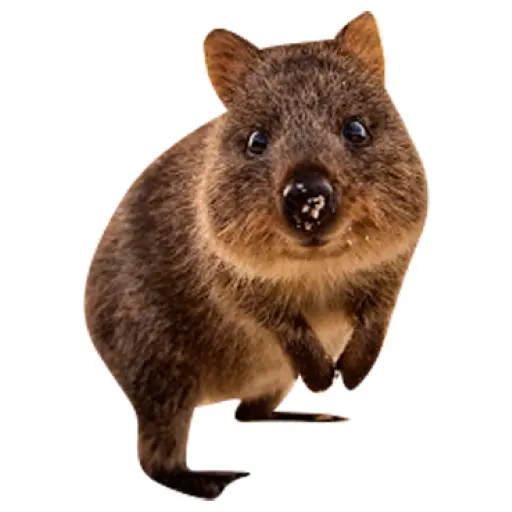 Quokkas, los Animales Más Felices del Mundo