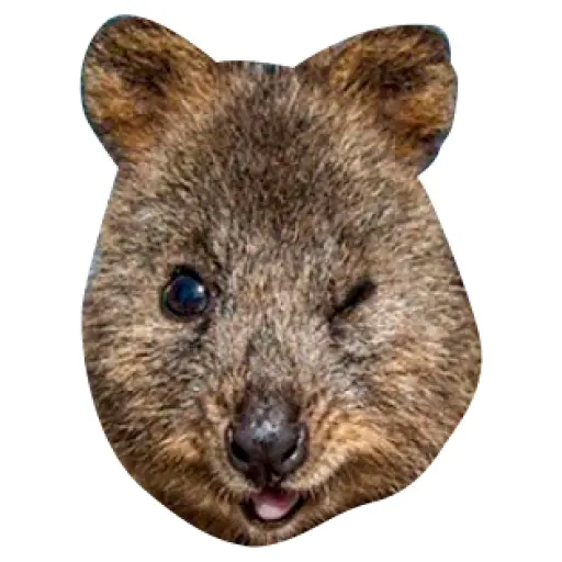 Quokkas, los Animales Más Felices del Mundo