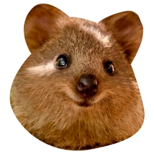 Quokkas, los Animales Más Felices del Mundo