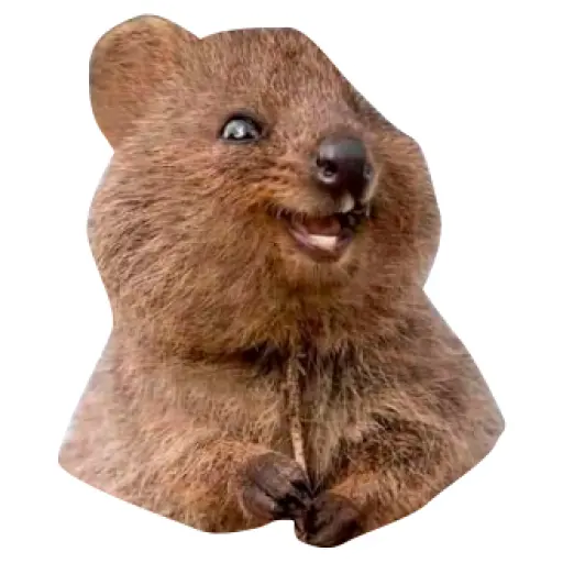Quokkas, los Animales Más Felices del Mundo
