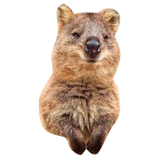 Quokkas, los Animales Más Felices del Mundo