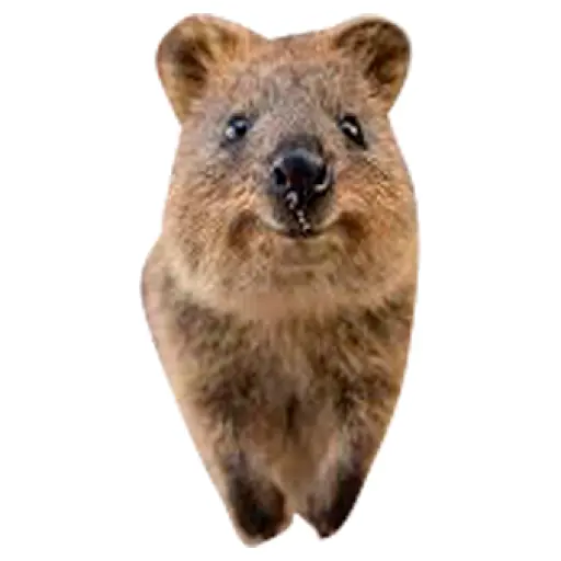 Quokkas, los Animales Más Felices del Mundo