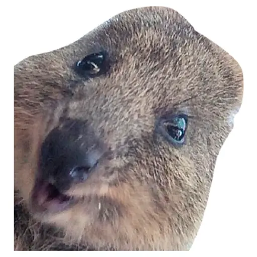 Quokkas, los Animales Más Felices del Mundo
