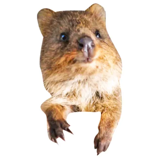 Quokkas, los Animales Más Felices del Mundo