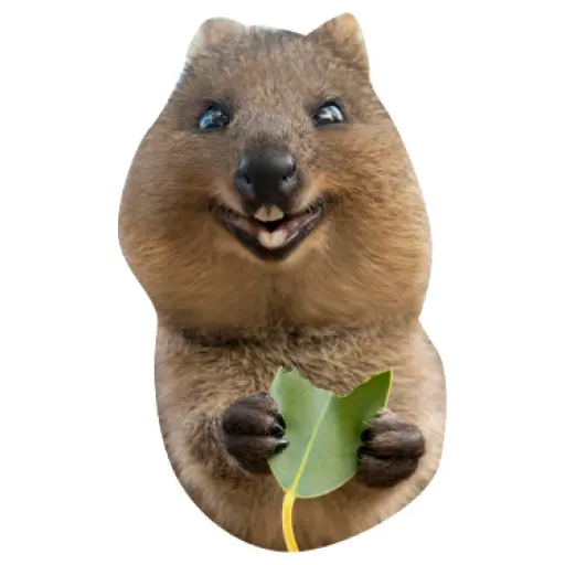 Quokkas, los Animales Más Felices del Mundo preview