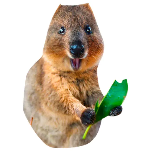 Quokkas, los Animales Más Felices del Mundo