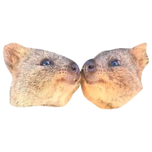 Quokkas, los Animales Más Felices del Mundo