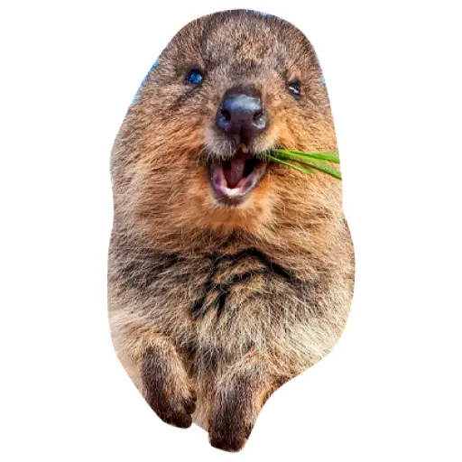 Quokkas, los Animales Más Felices del Mundo