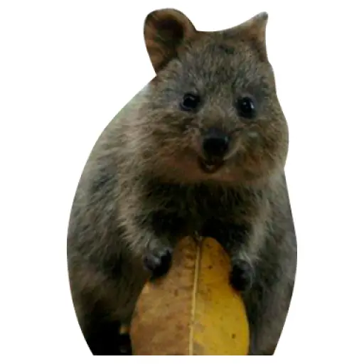 Quokkas, los Animales Más Felices del Mundo