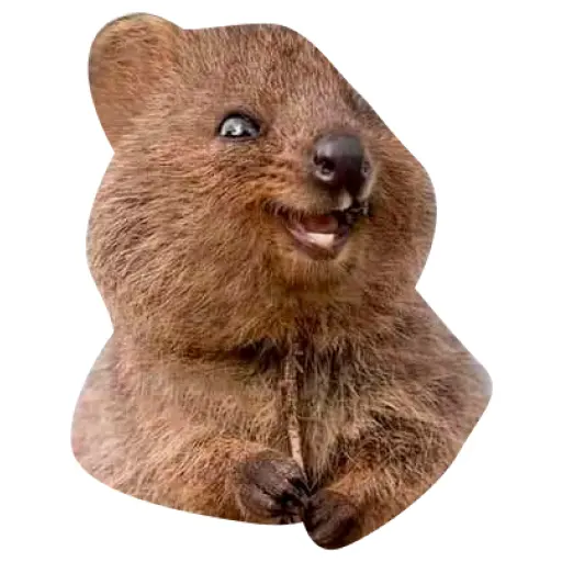 Quokkas, los Animales Más Felices del Mundo
