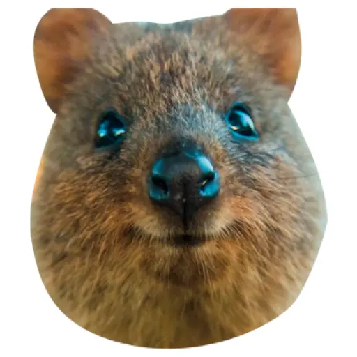Quokkas, los Animales Más Felices del Mundo