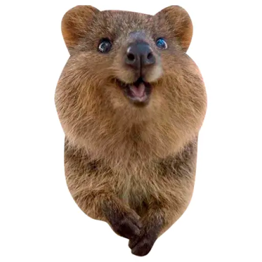 Quokkas, los Animales Más Felices del Mundo