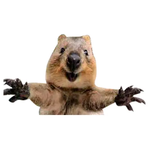 Quokkas, los Animales Más Felices del Mundo