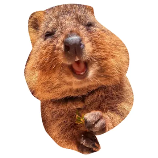 Quokkas, los Animales Más Felices del Mundo