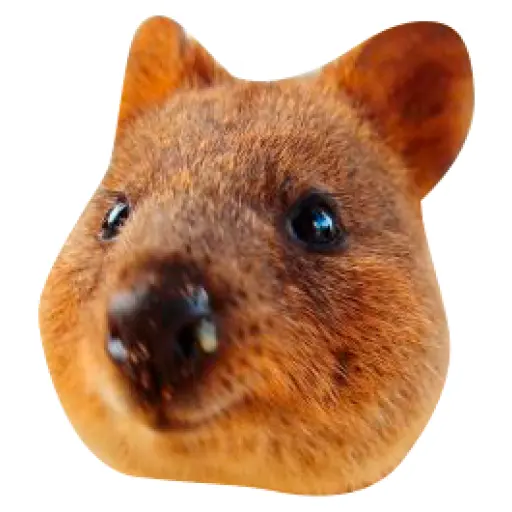 Quokkas, los Animales Más Felices del Mundo