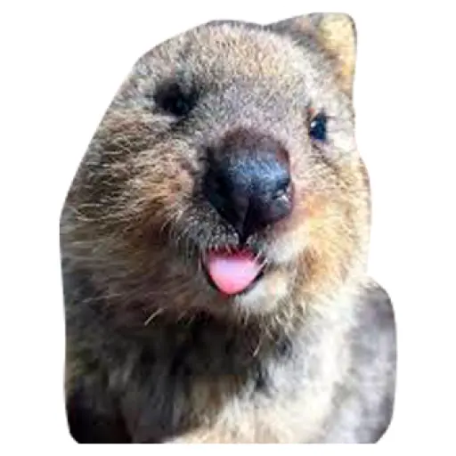 Quokkas, los Animales Más Felices del Mundo