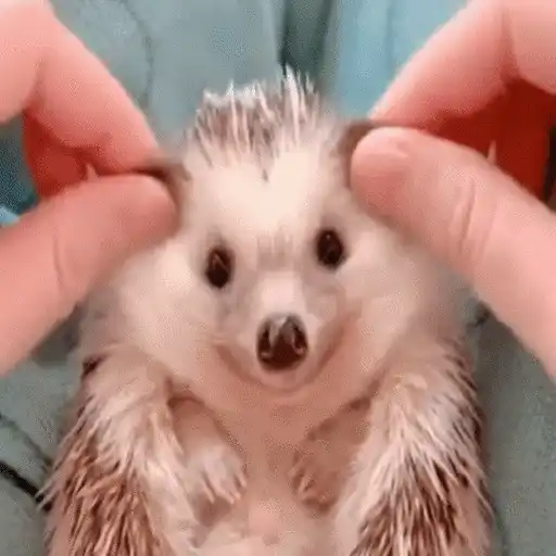 Erizo 🦔 Mov