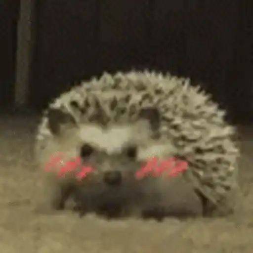 Erizo 🦔 Mov