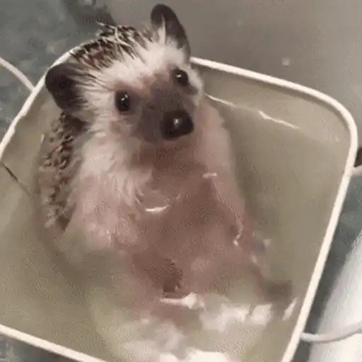 Erizo 🦔 Mov